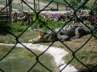 crocodile1_thumb.jpg