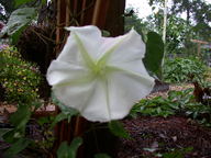 moonflower1_thumb.jpg