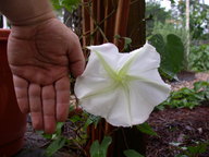 moonflower2_thumb.jpg