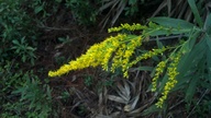 goldenrod3_thumb.jpg