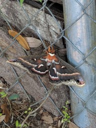 20180414_cecropia_silk_moth1_thumb.jpg