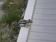 chipmunk2_thumb.jpg