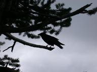 raven1_thumb.jpg
