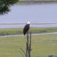 hayden_eagle_zoom2_thumb.jpg